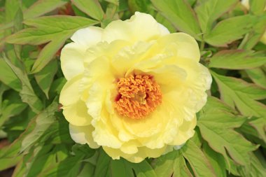 Bahçedeki şakayık çiçeği