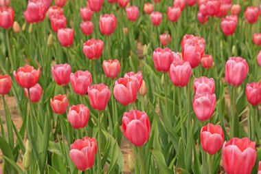 Bahçede lale çiçekleri