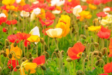Bahçedeki mısır haşhaşı çiçekleri