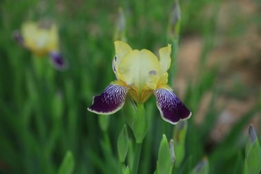 İris çiçekleri, yakın plan fotoğraf.
