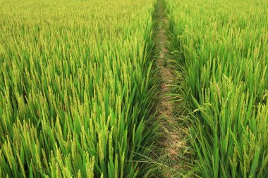 Rice Field, fotoğrafa yaklaş.