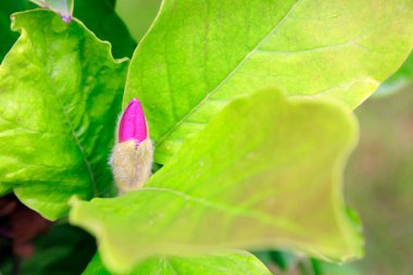 Magnolia denudata çiçekleri, fotoğrafa yakın çekim