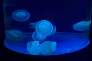 Denizanası, fotoğrafa yaklaş.