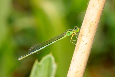 Yusufçuk doğadaki bitkide