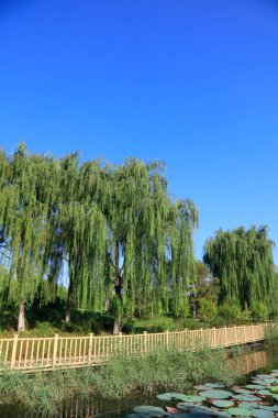 Ağlayan söğütler nilüfer yaprağı.