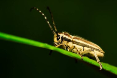Yeşil yapraklı uzun mısır