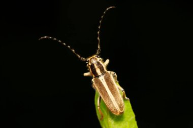 Yeşil yapraklı uzun mısır