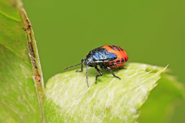 Zicrona caerulea doğadaki bitki üzerine 