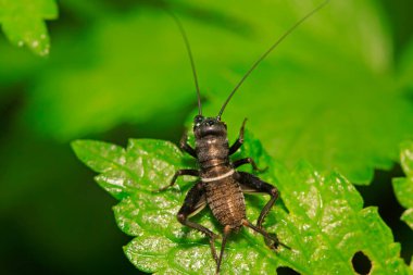 Gryllus larvaları doğadaki bitkiler üzerinde