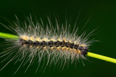 Yeşil yapraklı tırtıl, fotoğrafa yakın çekim.