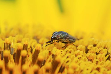 Stomorhina 'nın yeşil bitki üzerindeki modası geçti