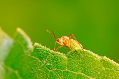 çekirke üzerinde vahşi yaprak yeşil