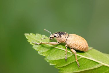 Yabani bitkilerdeki buğday biti