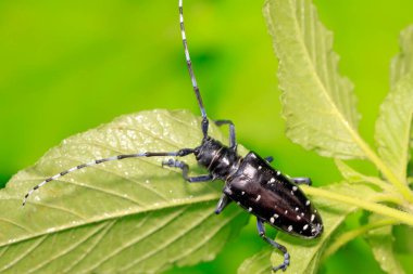 Yeşil yapraklı uzun mısır