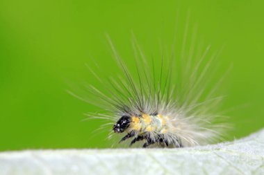 Yeşil yapraklı tırtıl, fotoğrafa yakın çekim.