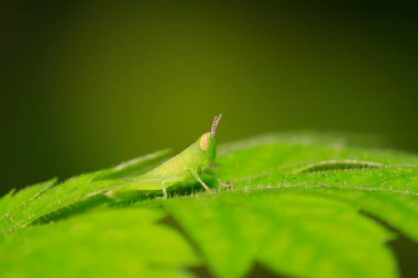 Oxyachinensis perileri doğadaki bitkiler üzerinde