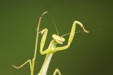 Mantid larvaları doğada bitki üzerinde