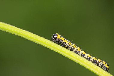 Vahşi doğada yeşil yaprağın üzerindeki boynuzlu kardeşlik.