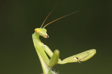 Mantid larvaları doğada bitki üzerinde