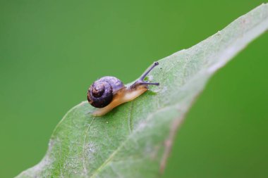 salyangoz vahşi yeşil bitki üzerinde closeup 