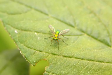 Dolichopodidae böceği doğada bitki üzerinde
