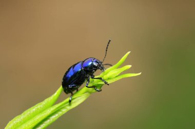 Chrysochus chinensis Baly doğadaki bitki üzerine