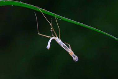 Vahşi doğadaki bitki üzerinde peygamberdevesi eksisi 