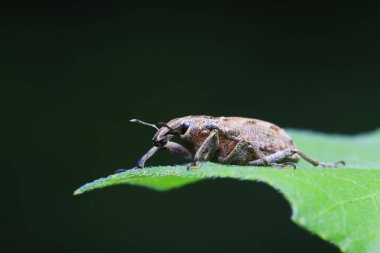 Yabani bitkilerdeki buğday biti