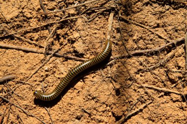 Prospirobolus vahşi doğada yerde.