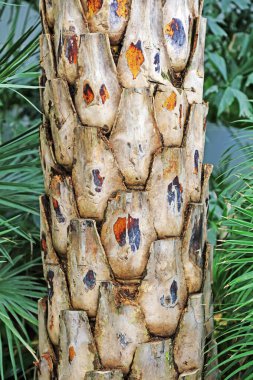 Phoenix Sylvestris ste, fotoğrafa yakın çekim