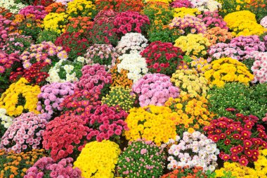 Botanik gardında kasımpatı