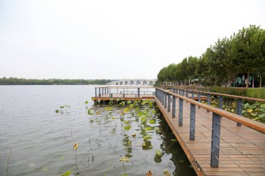 Ahşap platform ve nilüfer çiçeği