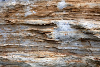 Anka kuşunun doğal dokusu