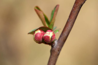 Bitki tomurcukları botanik gardında