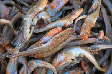 Yığınla taze balık.