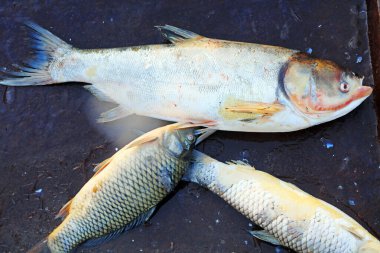 Yığınla taze balık, yakın plan fotoğraf.