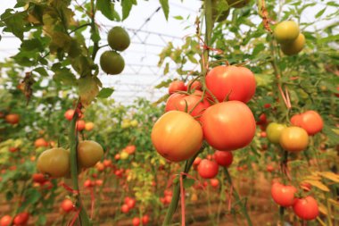 Seralarda olgun domatesler