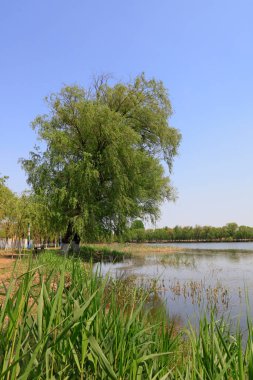 Ağlayan söğütler ve yabani otlar, nehir kenarı doğal manzarası