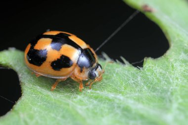 Uğur böcekleri doğal hallerinde, Kuzey Çin
