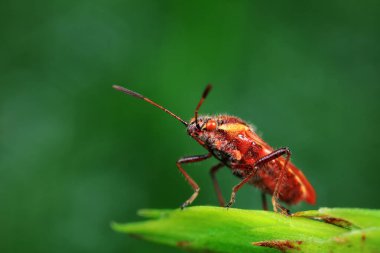 Yeşil yapraklı pis böcek, Kuzey Çin