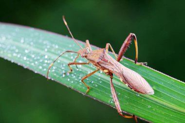 Yeşil yapraklı pis böcek, Kuzey Çin