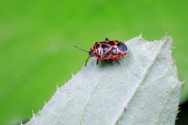 Yeşil yapraklı pis böcek, Kuzey Çin