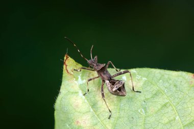 Yeşil yapraklı pis böcek, Kuzey Çin