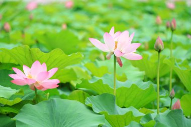 Güzel pembe lotus, yakın plan fotoğraflar.