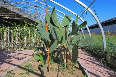 Çin 'de, serada yenilebilir kaktüsler