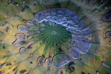 Kuru nilüfer yaprakları gölette