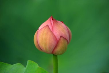 Kuzey Çin 'deki bir gölette Lotus.