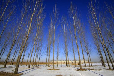 Karda orman arazisi, fotoğrafa yakın.