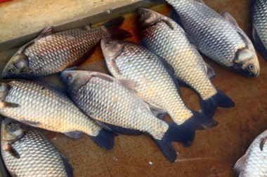 Çarşıda sazan balığı, fotoğrafa yakın çekim.