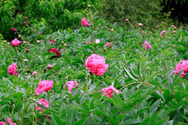Bahçedeki şakayık çiçekleri, fotoğrafın yakın çekimi.